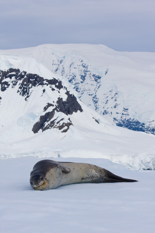 Leopard Seal On Iceberg